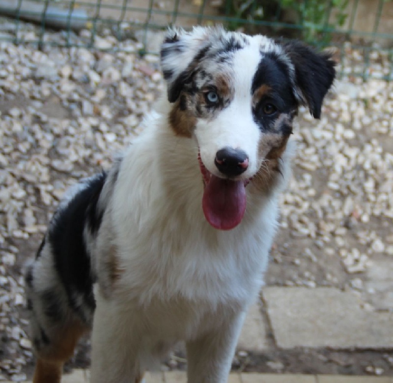 Arawak'Aussie Jive in the rock'n roll dite pouppie