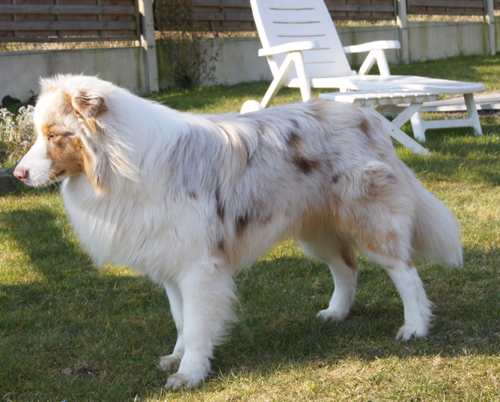 Arawak'Aussie Harry potter