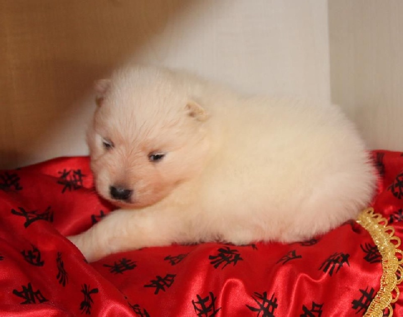 Publication : Arawak'Aussie