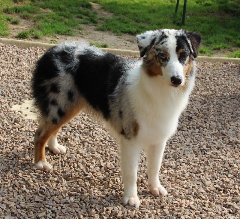 Arawak'Aussie Jive in the rock'n roll dite pouppie