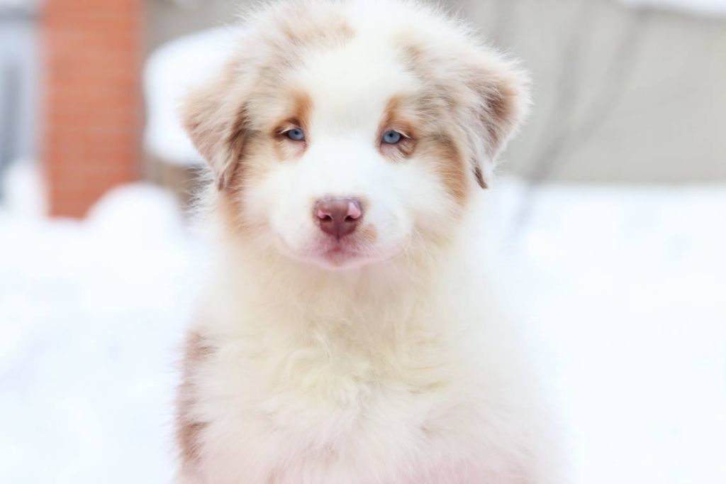 Publication : Arawak'Aussie