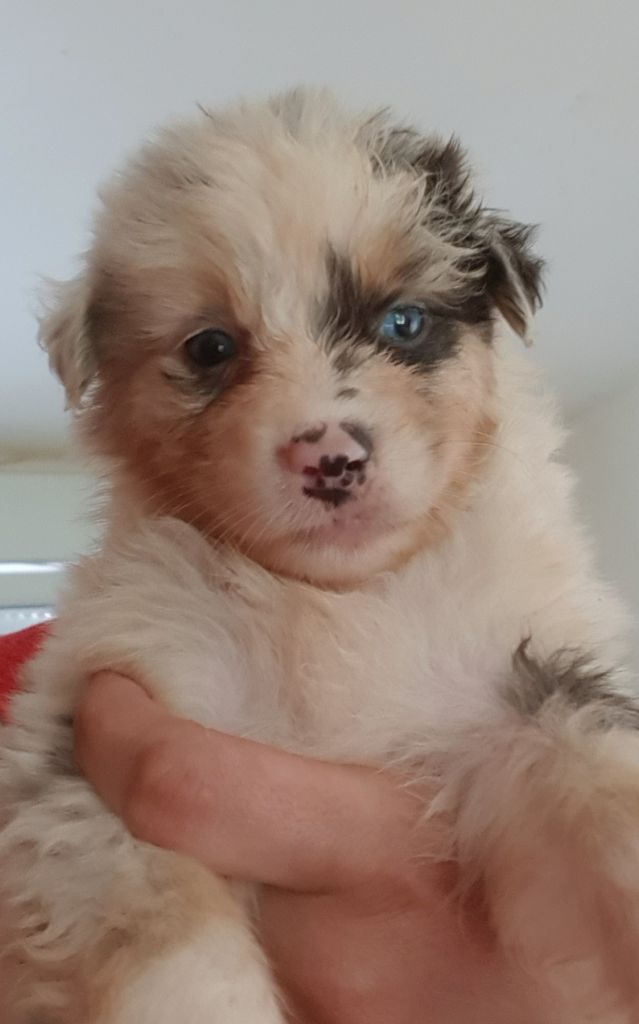 Pongo - Berger Australien