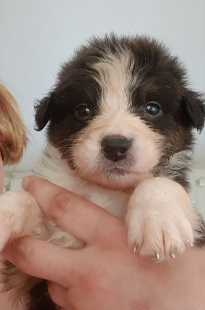 Paco - Berger Australien