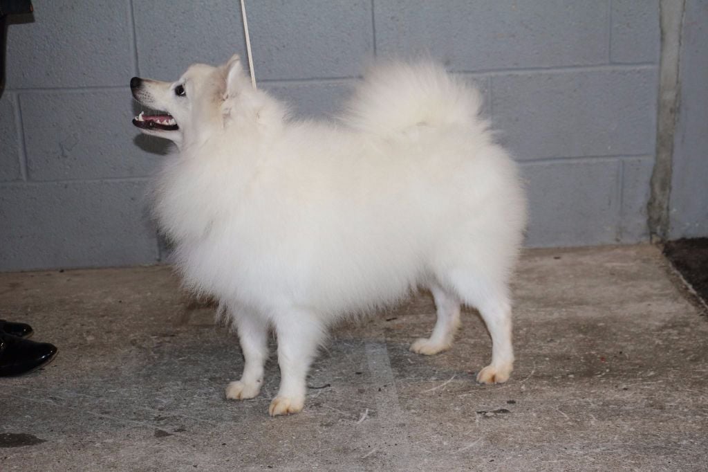 L'miwa of. kitsune shiro - 1er exc BOBJ BOB