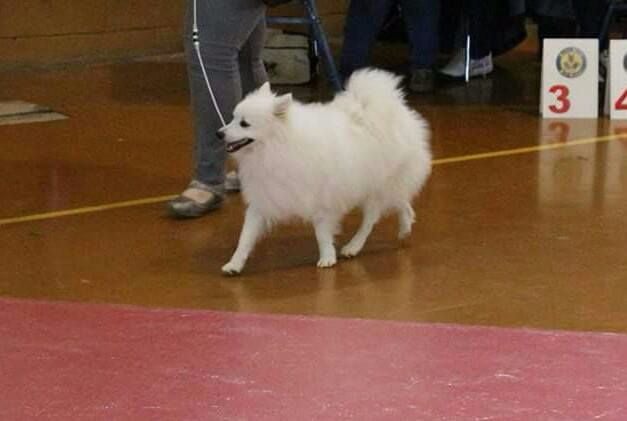 L'miwa of. kitsune shiro - 1er excellent RCACS