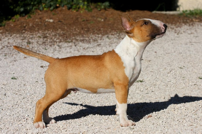 Publication : Bullimpact Auteur : Sylvain ROUSSE