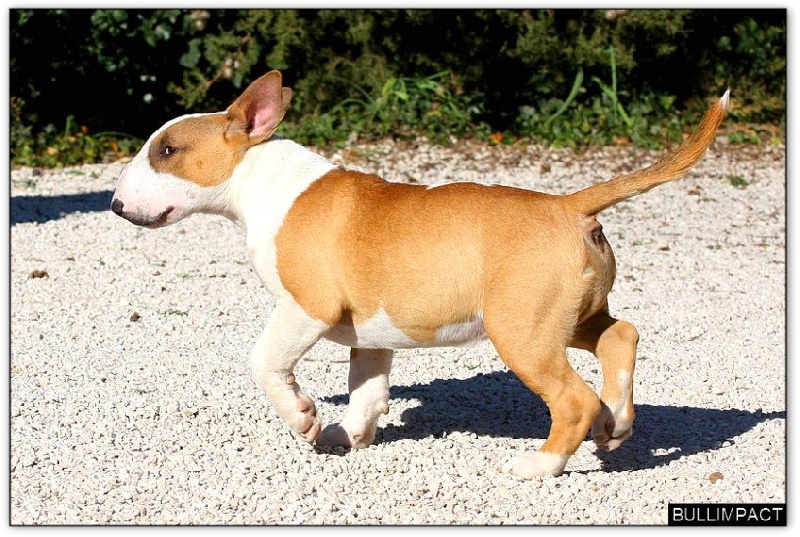 Publication : Bullimpact Auteur : Sylvain ROUSSE