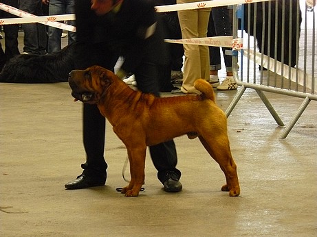 Publication : du Souvenir du Parfum des Roses Auteur : Souvenir du Parfum des Roses
