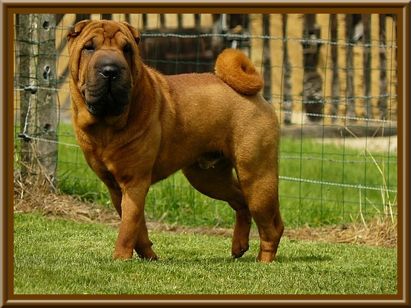 Publication : du Souvenir du Parfum des Roses Auteur : Souvenir du Parfum des Roses