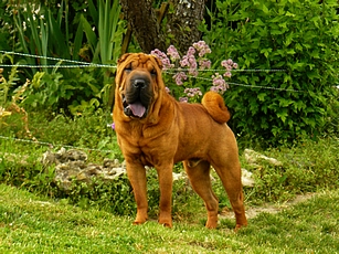 Publication : du Souvenir du Parfum des Roses Auteur : Souvenir du Parfum des Roses