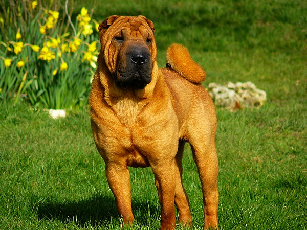 Publication : du Souvenir du Parfum des Roses Auteur : Souvenir du Parfum des Roses