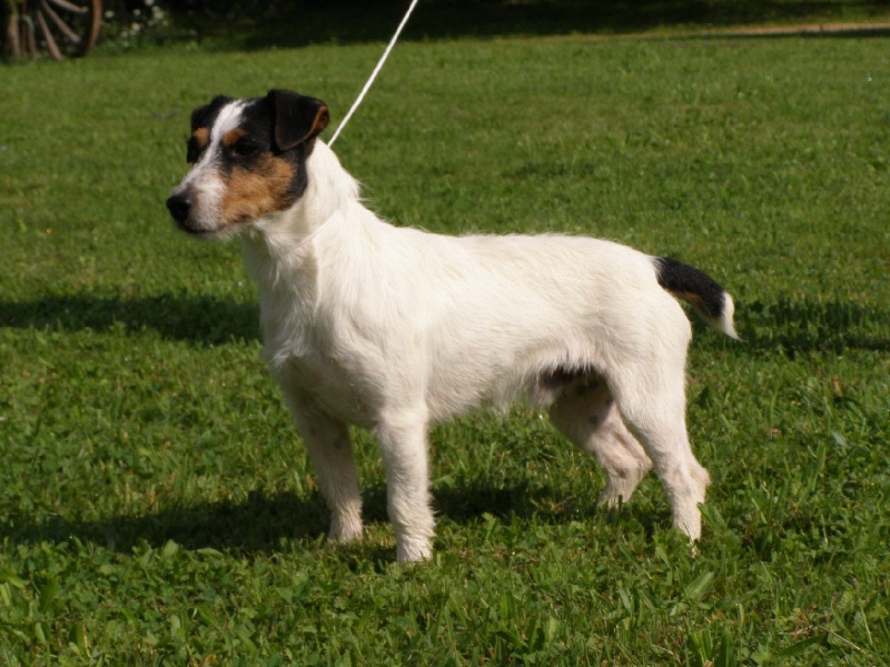 Publication : des Diamants Verts Auteur : Christian REI