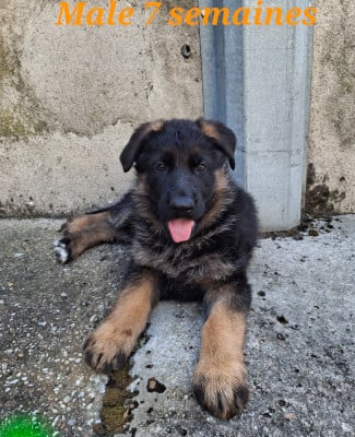 Les chiots de Berger Allemand