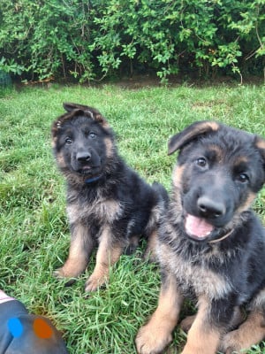 Les chiots de Berger Allemand