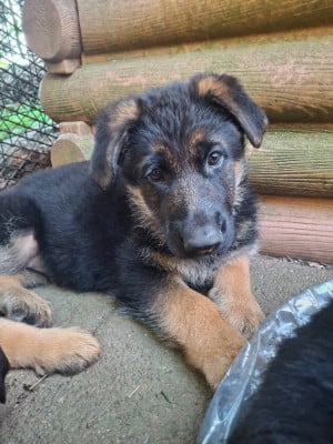 Les chiots de Berger Allemand
