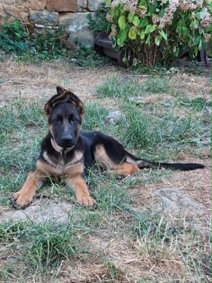 Les chiots de Berger Allemand