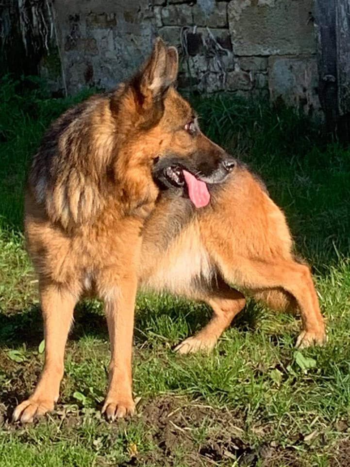 Accueil Elevage des flammes du mal eleveur de chiens Berger allemand