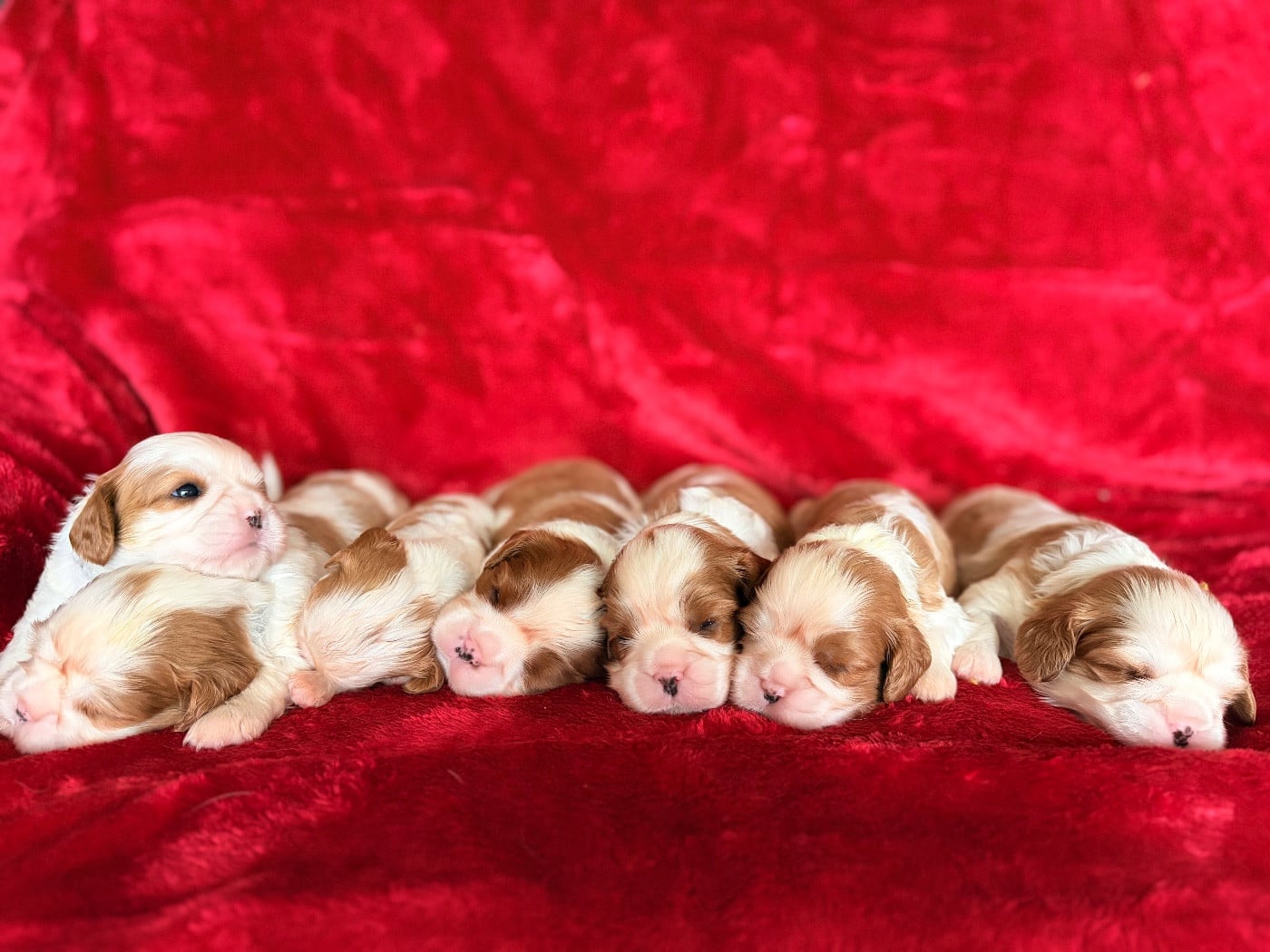 Cavalier King Charles Spaniel - du domaine d'Eprémesnil