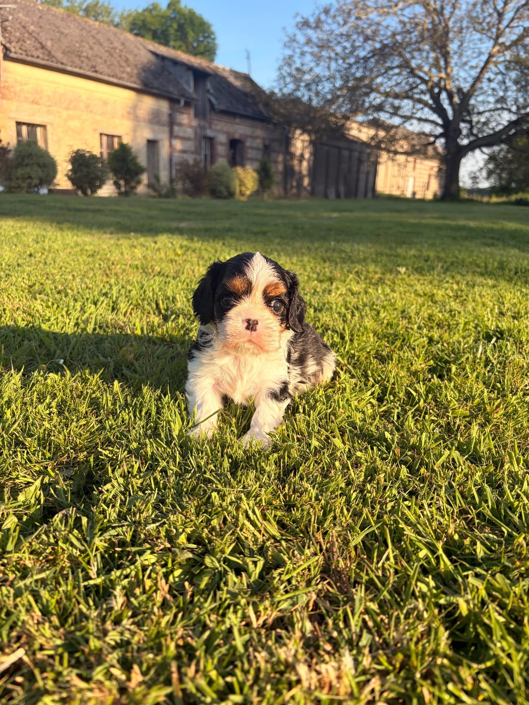 Chiot N°2 - Cavalier King Charles Spaniel