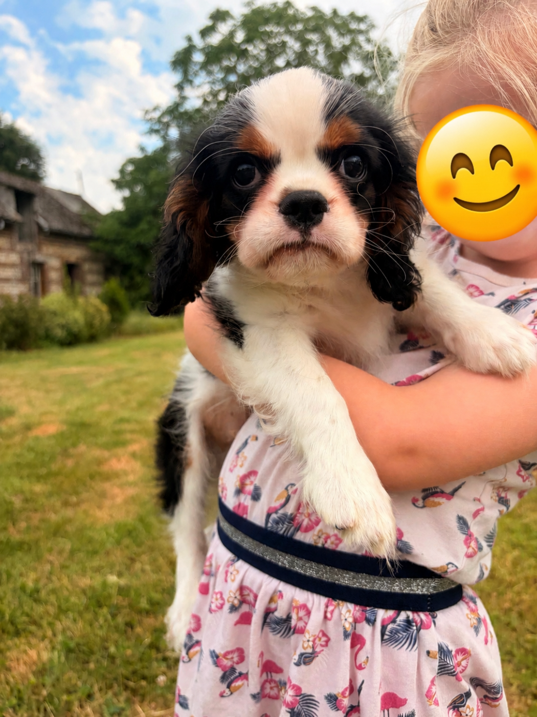 Chiot N°1 - Cavalier King Charles Spaniel