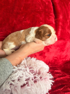 Les chiots de Cavalier King Charles Spaniel