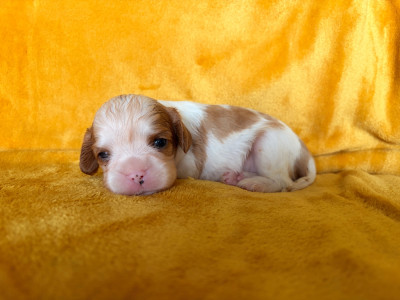 Les chiots de Cavalier King Charles Spaniel