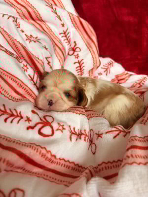 Les chiots de Cavalier King Charles Spaniel