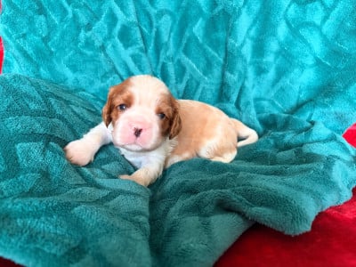 Les chiots de Cavalier King Charles Spaniel
