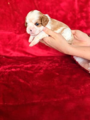 Les chiots de Cavalier King Charles Spaniel