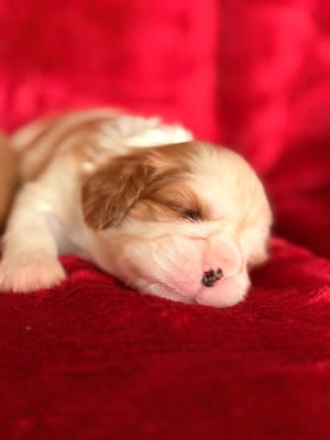 Les chiots de Cavalier King Charles Spaniel