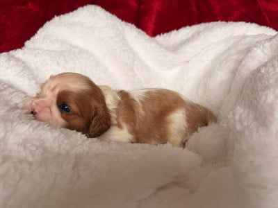 Les chiots de Cavalier King Charles Spaniel