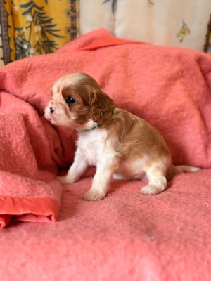 Les chiots de Cavalier King Charles Spaniel