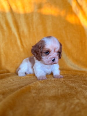 Les chiots de Cavalier King Charles Spaniel