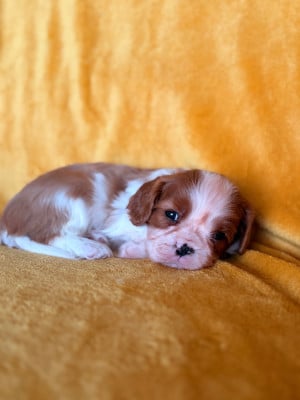 Les chiots de Cavalier King Charles Spaniel