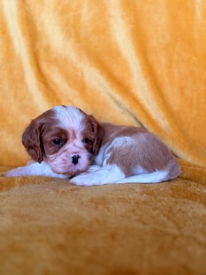 Les chiots de Cavalier King Charles Spaniel
