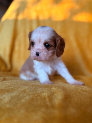 Les chiots de Cavalier King Charles Spaniel