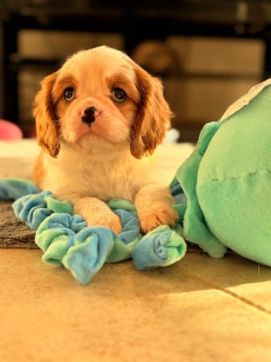 Les chiots de Cavalier King Charles Spaniel