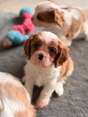 Les chiots de Cavalier King Charles Spaniel
