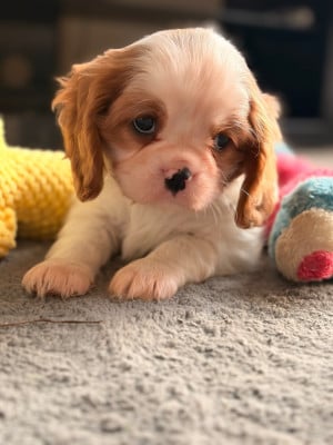Les chiots de Cavalier King Charles Spaniel