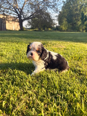 Les chiots de Cavalier King Charles Spaniel