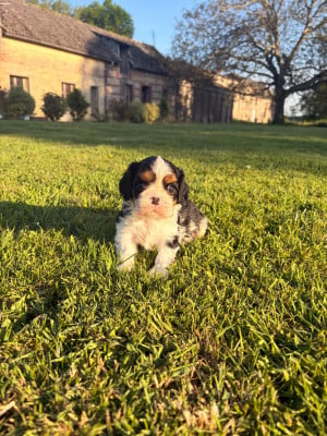 Les chiots de Cavalier King Charles Spaniel