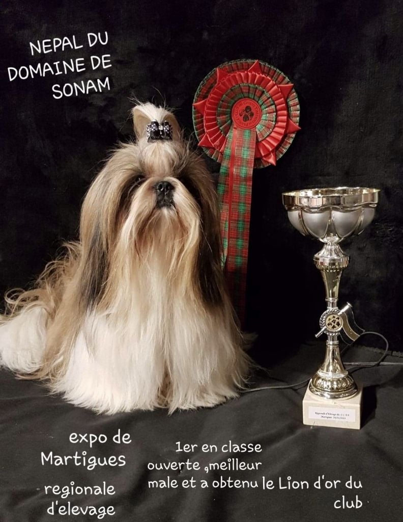 Nepal Du Domaine De Sonam - 1er excellent meilleur male et a obtenu le lion d'or