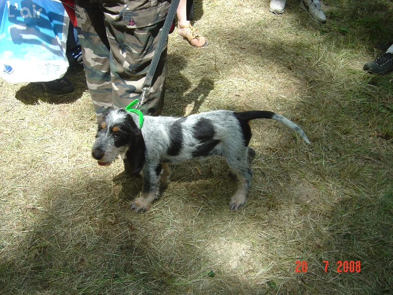 Publication : du chataignier du diable Auteur : Bouget Lionel