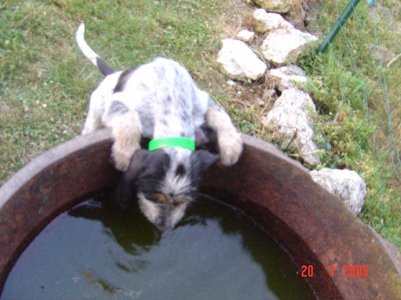 Publication : du chataignier du diable Auteur : Bouget Lionel