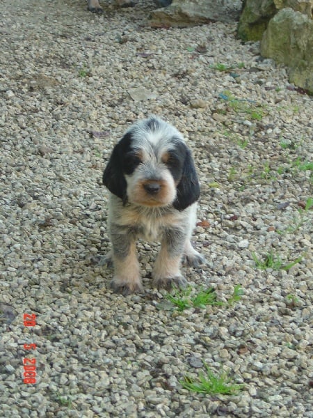 Publication : du chataignier du diable Auteur : Bouget Lionel