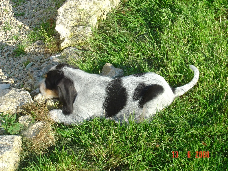 Publication : du chataignier du diable Auteur : Bouget Lionel