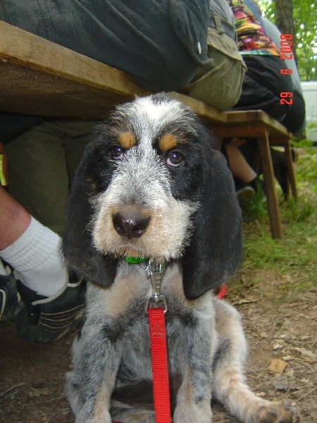 Publication : du chataignier du diable Auteur : Bouget Lionel