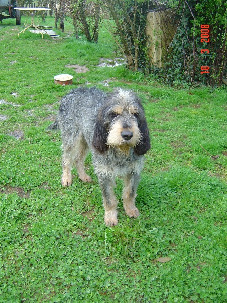 Publication : du chataignier du diable