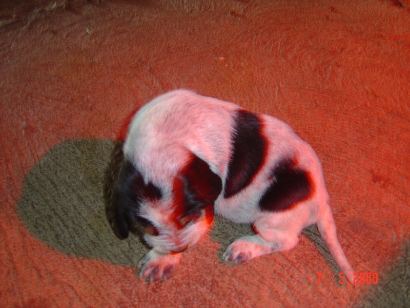 Publication : du chataignier du diable Auteur : Bouget Lionel