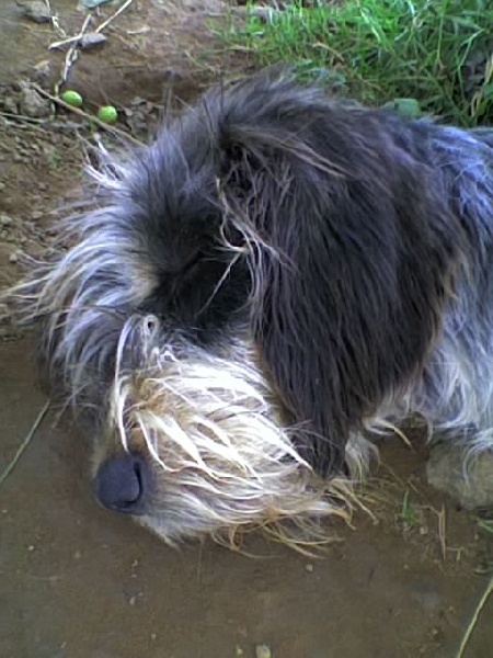 Publication : du chataignier du diable